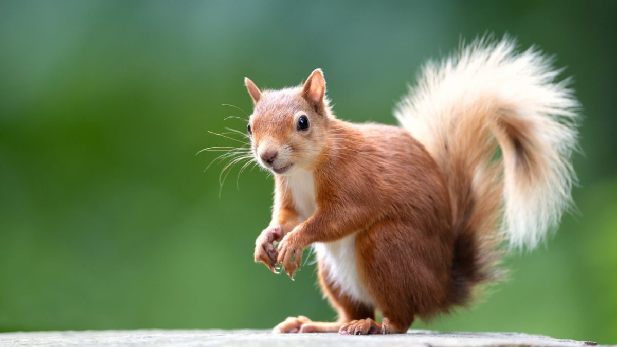 Red squirrel on a tree stump