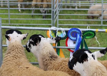 Lake District Cottage Holidays What is The Westmorland Country Show and Why You Should Visit Country Show Picture