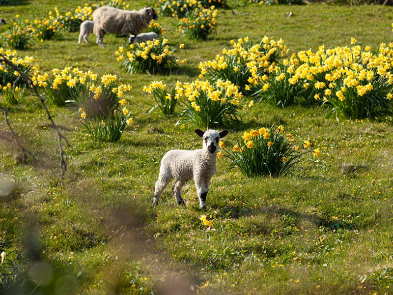 Cumbrian Cottages 5 Reasons to Book a Coppermines Country Cottage this Spring Blog Image
